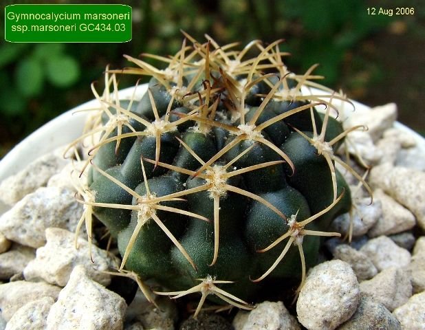 Gymnocalycium _marsoneri _ssp.marsoneri_ GC434.03_ 01